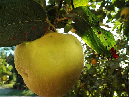 Birs-almalé jótékony hatásai